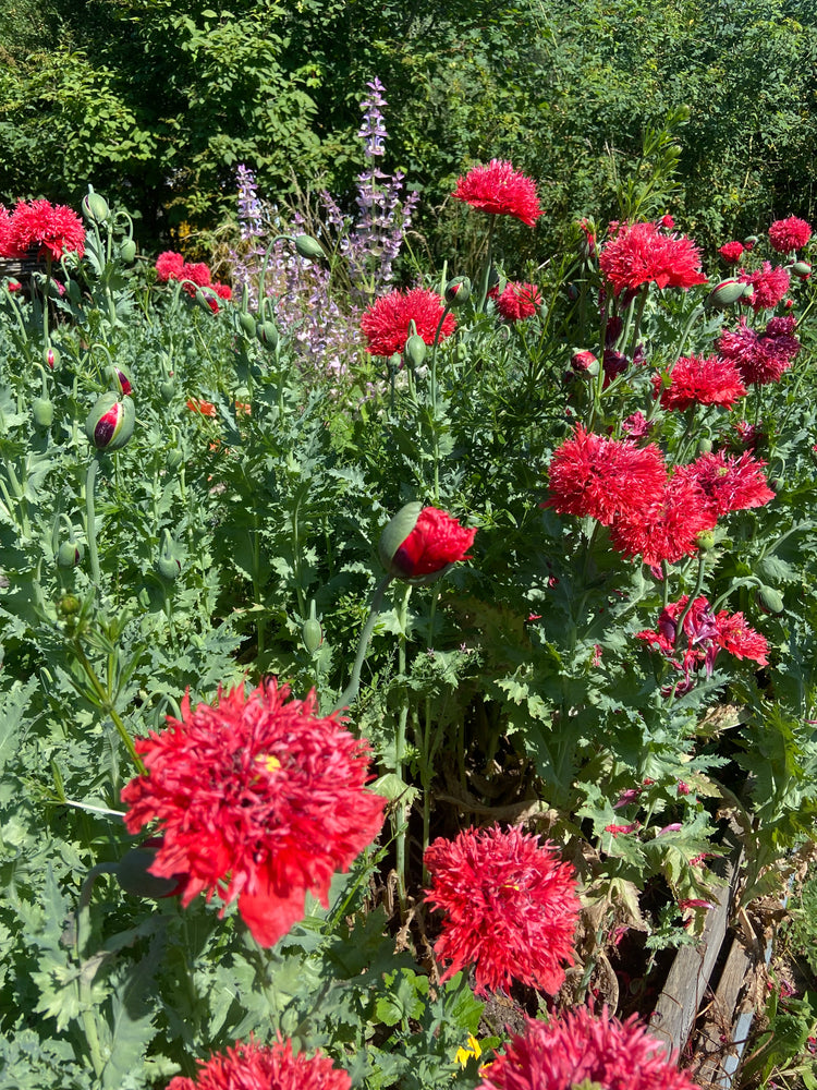 Gartenstauden